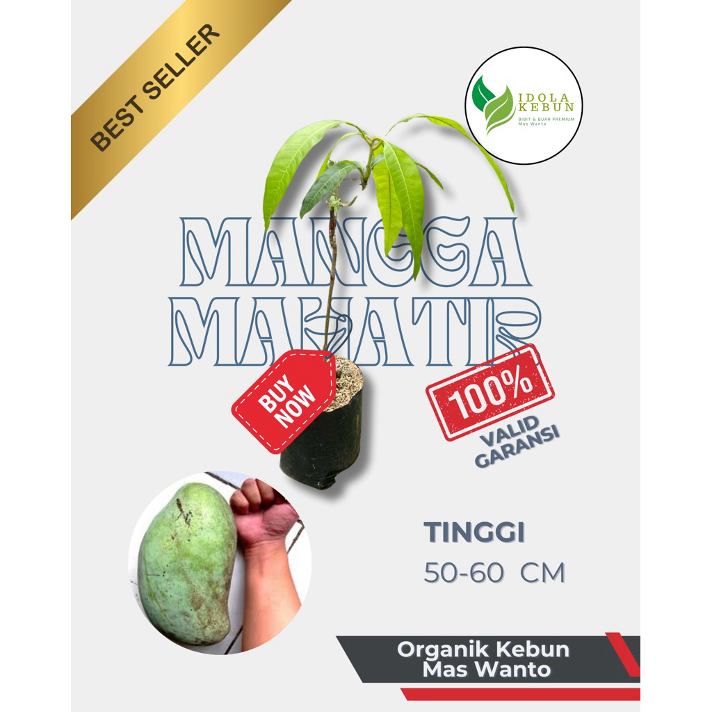 BIBIT MANGGA VARIETAS MAHATIR HASIL OKULASI-BIBIT MANGGA MAHATIR-BIBIT BUAH MANGGA MAHATIR UNGGUL