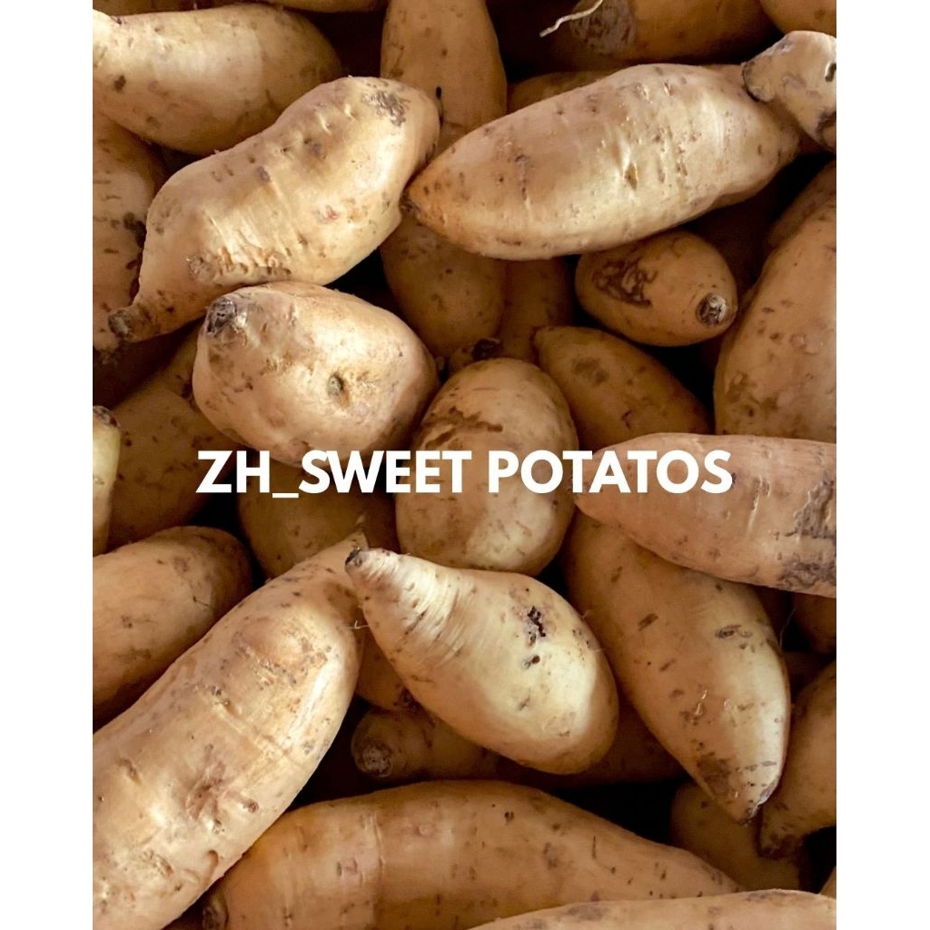 

UBI MADU CILEMBU ASLI//Mentah 1KG kualitas PREMIUM//Ukuran sedang