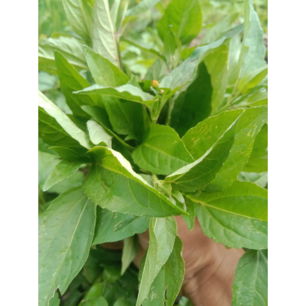 

Daun Jotang Kecil atau Jotang Sayur Herbal Khas Orang Kampung berat 200 gram