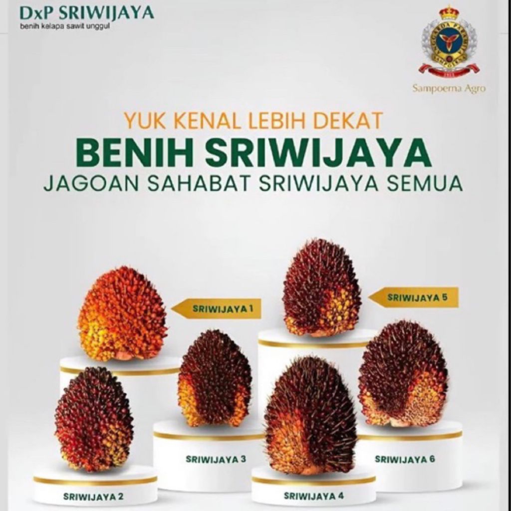 BIBIT KECAMBAH UNGGUL VARIETAS SAWIT SRIWIJAYA
