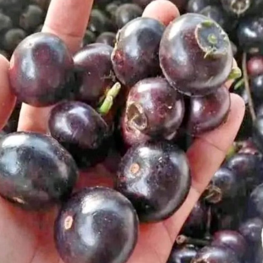 

BUAH GOWOK / KUPA manis segar perkilo