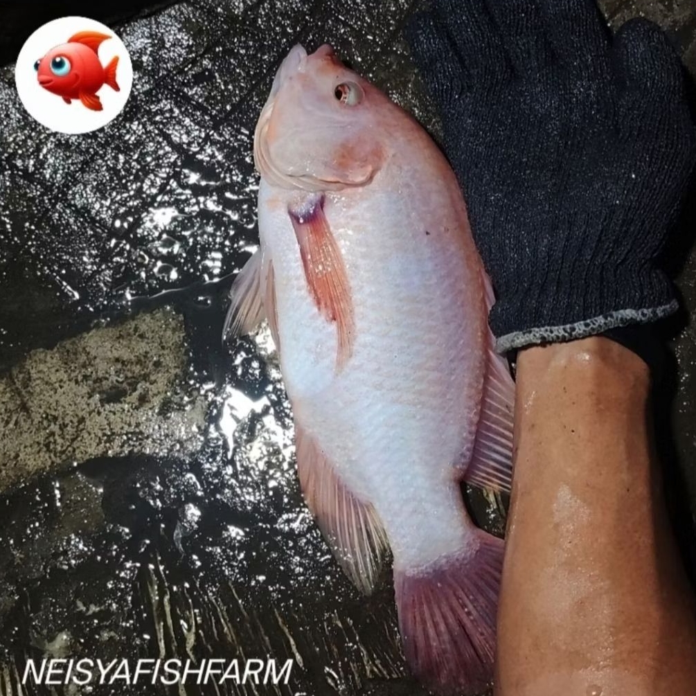 

IKAN NILA MERAH SEGAR (tidak bau tanah)