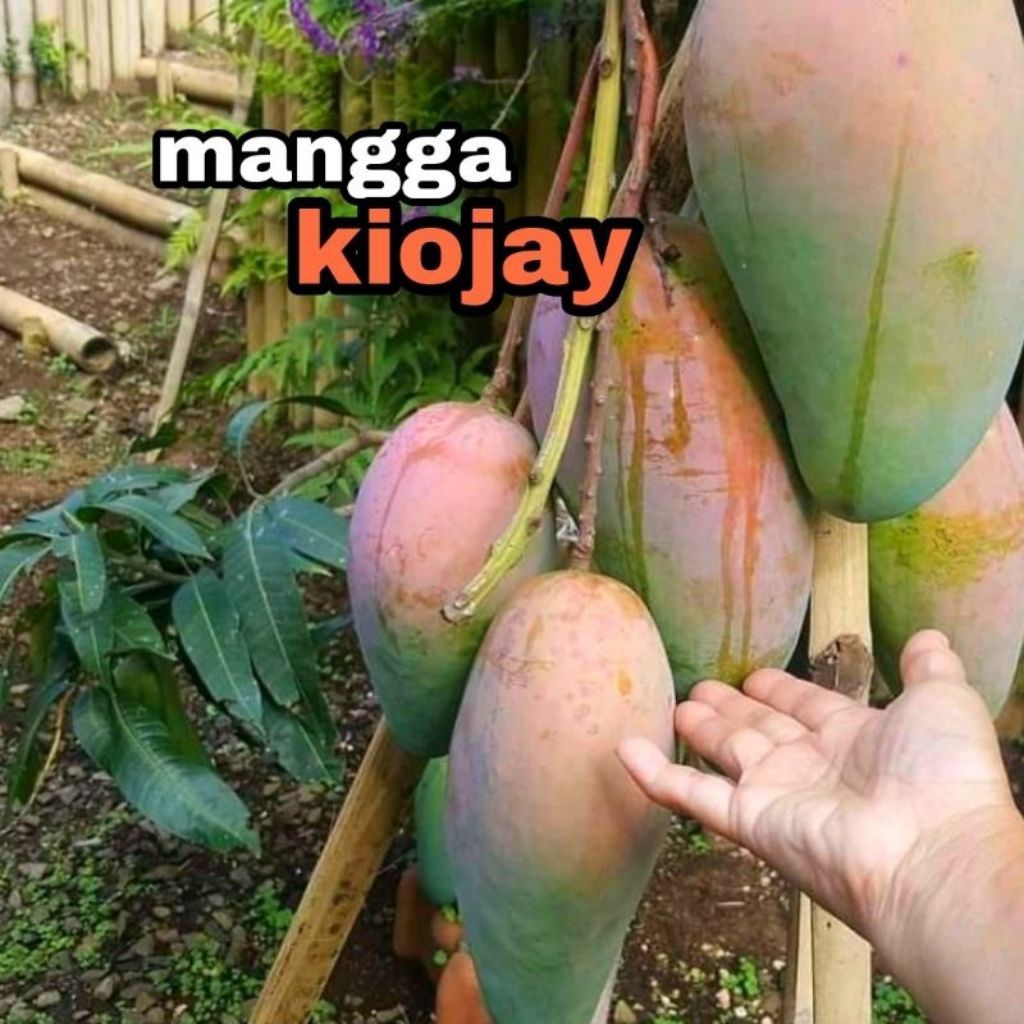 

BUAH MANGGA KIOJAY (perbuah)fres petik manis asam segarr