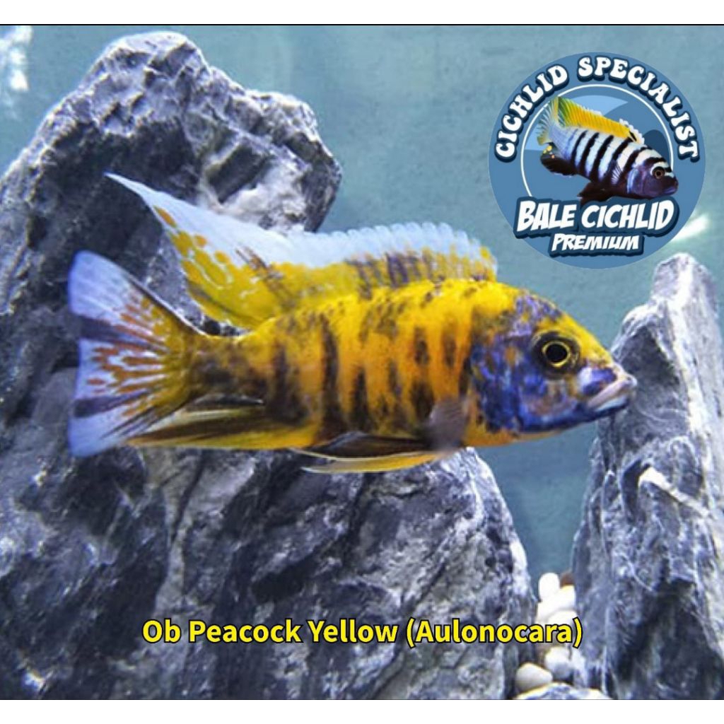 OB Peacock Yellow (Aulonocara) African Cichlid