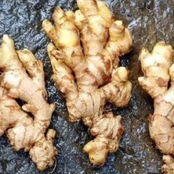 

jahe emprit segar harga besahabat 500 g siap kirim