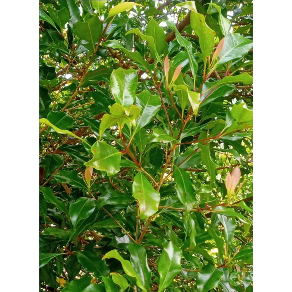 

daun cengkeh herbal 100 lembar