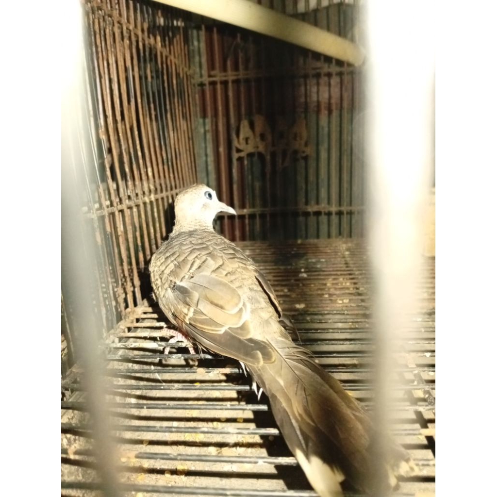 Perkutut BANGKOK remaja  Betina