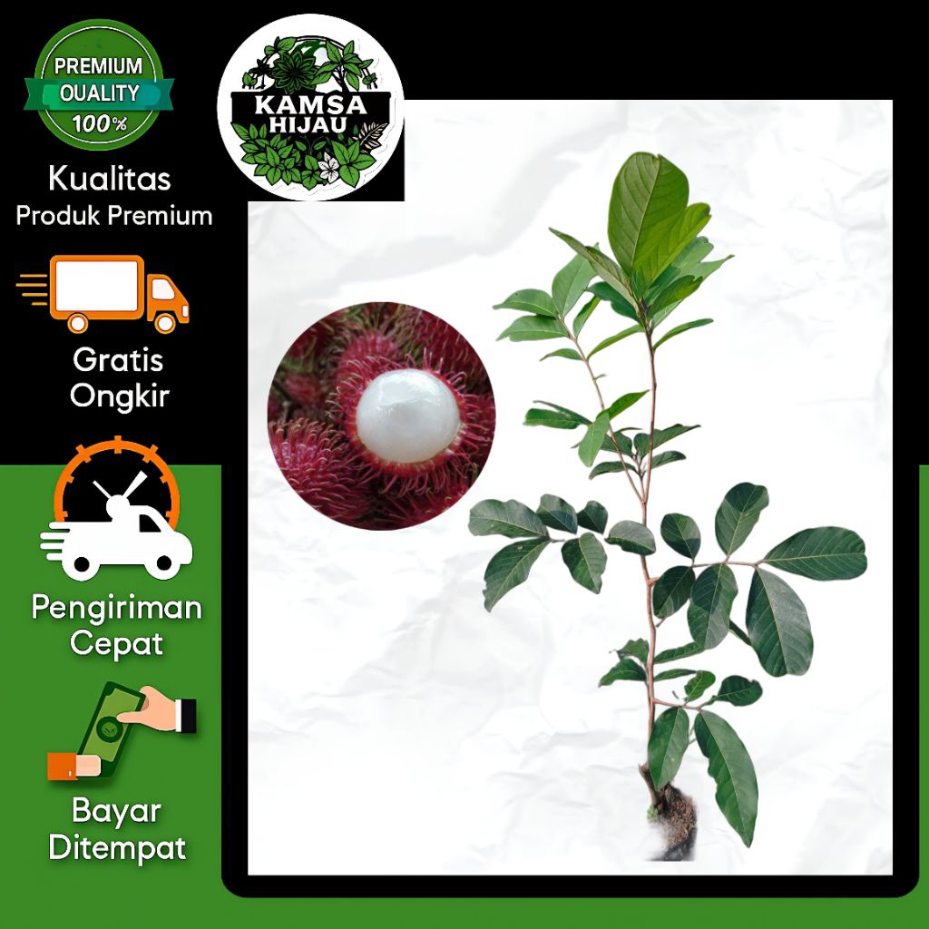 bibit rambutan binjai / rapiah cepat berbuah