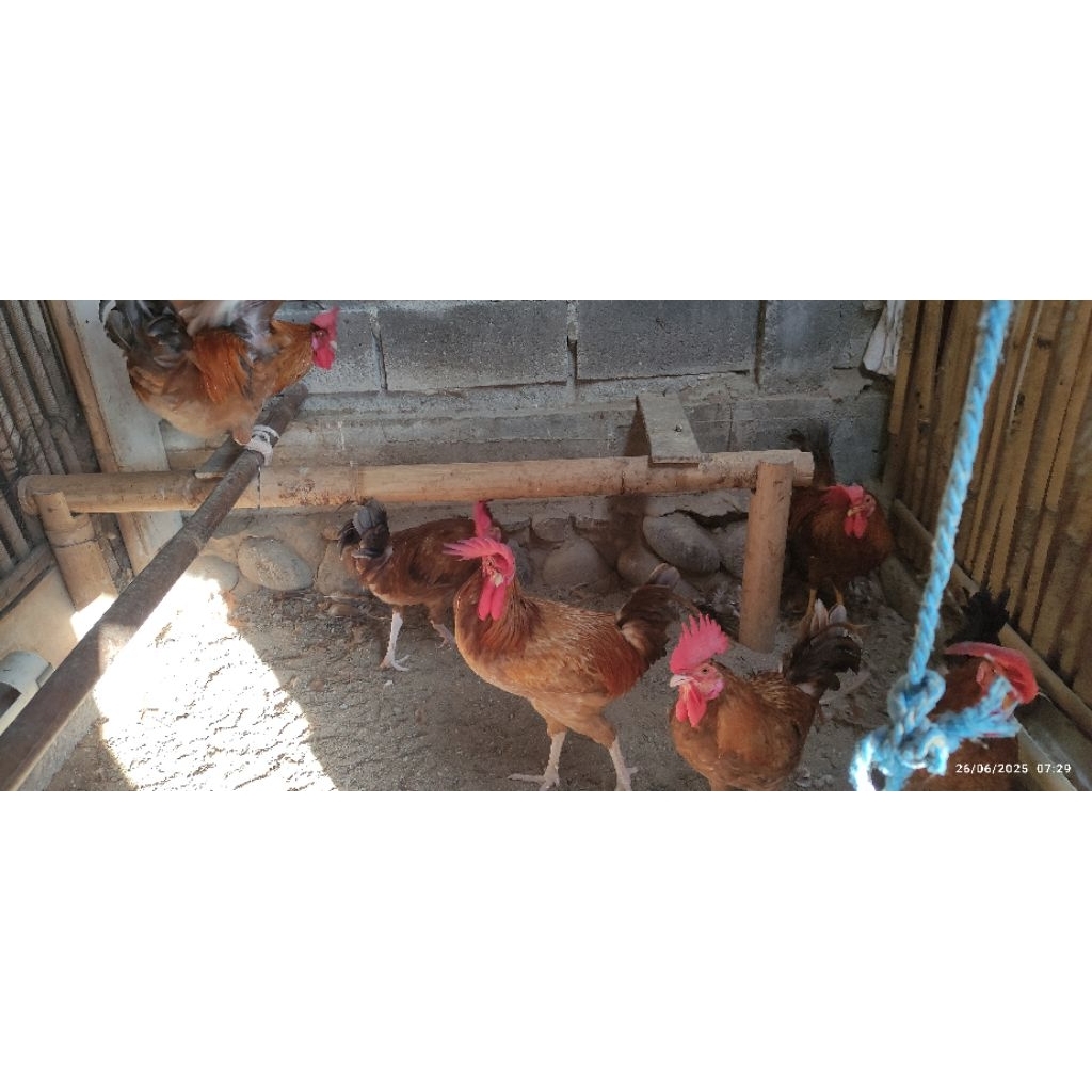 

Telur ayam Elba fertil
