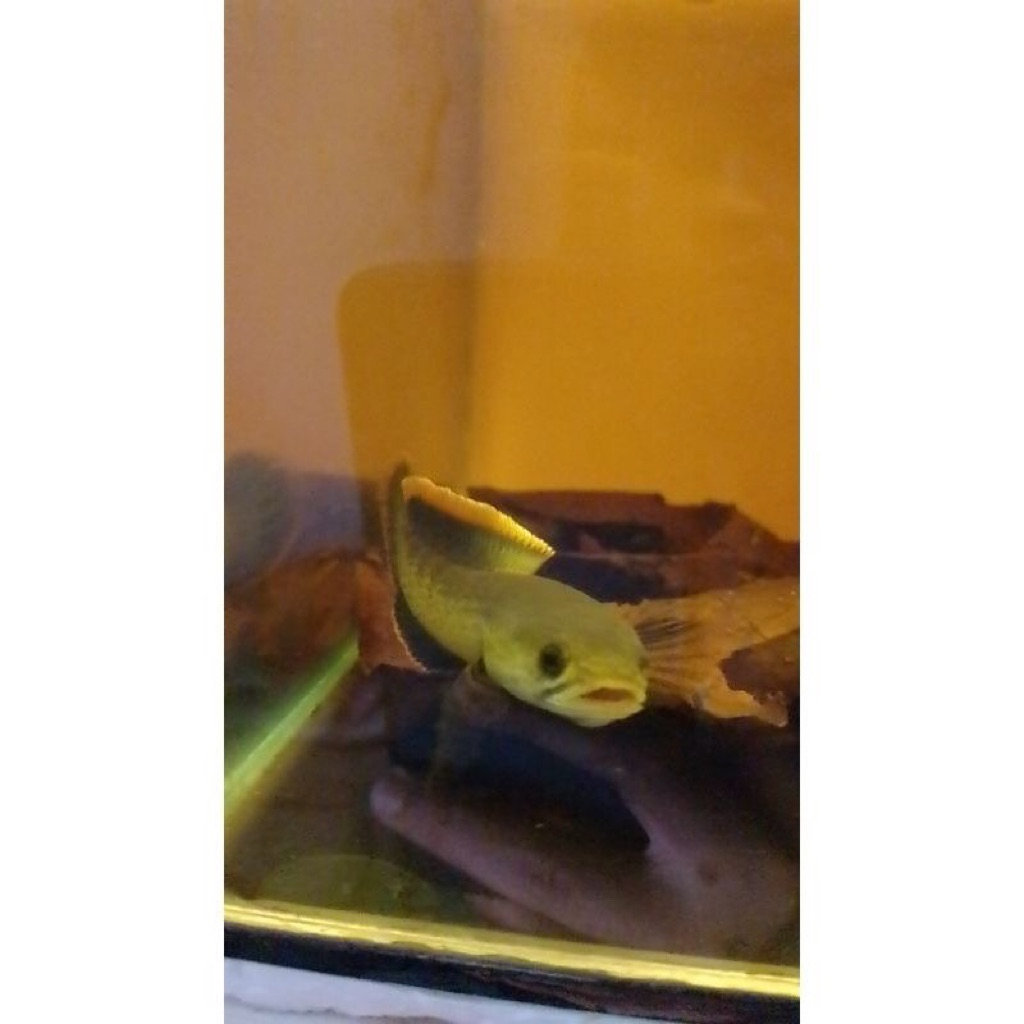 Chana limbata rim tebal Full pelet grade A size 6-9 cm