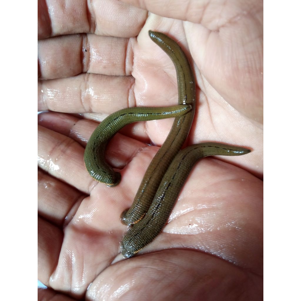 LINTAH TERAPI STERILL SIZE SEDANG BESAR