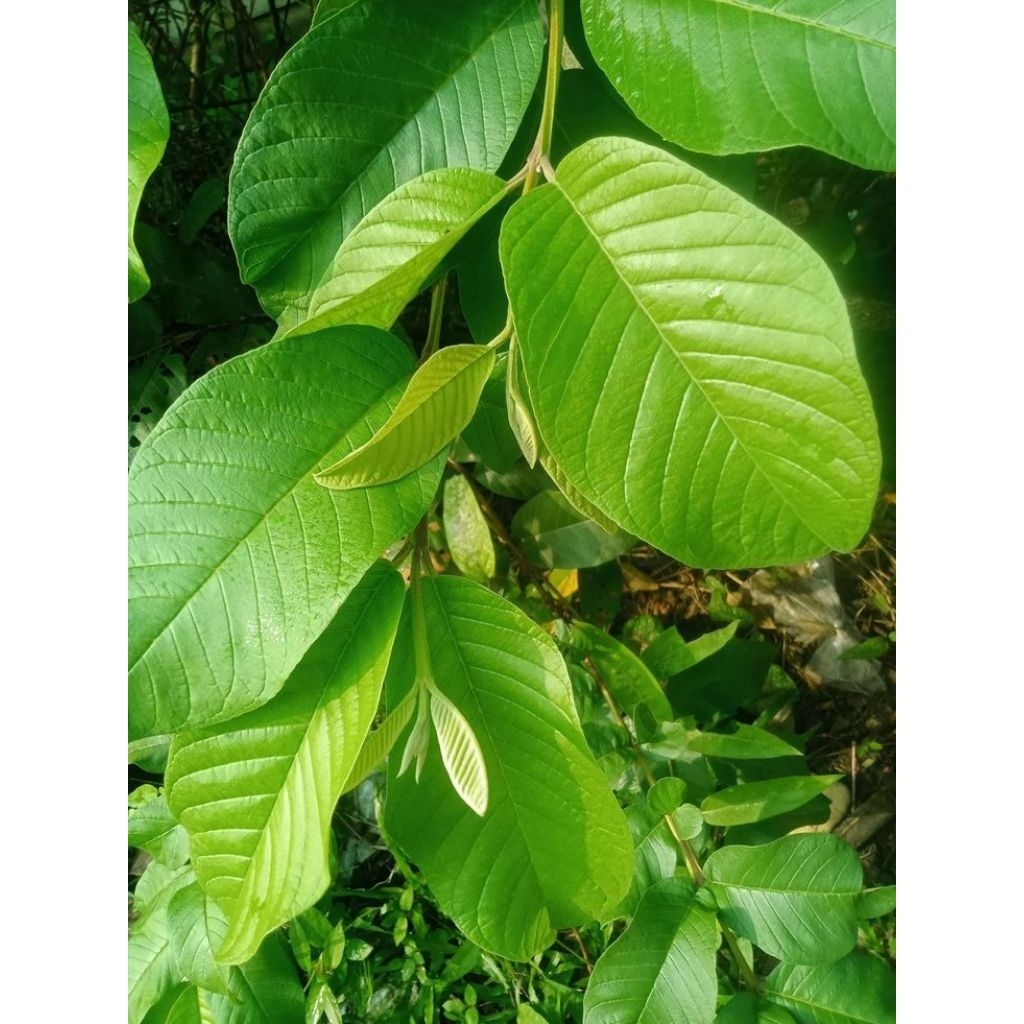 

Daun Jambu Biji Fresh Langsung di Petik