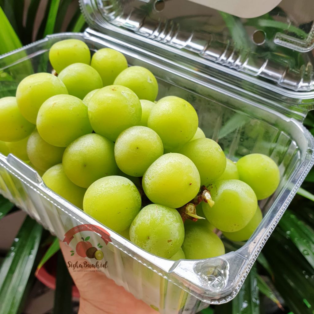 

ANGGUR SHINE MUSCAT | ANGGUR HIJAU | ANGGUR JELLY MANIS