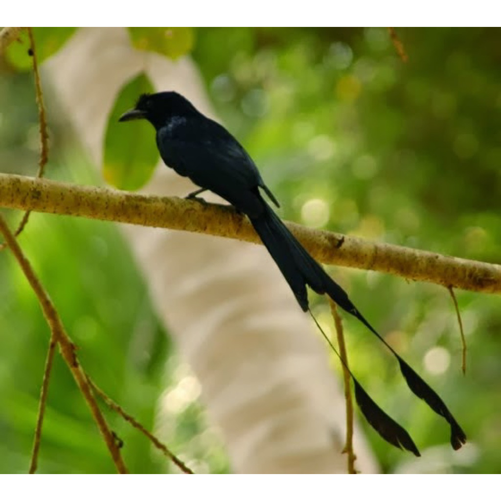 Burung srigunting kantil raja antena jantan bunyi