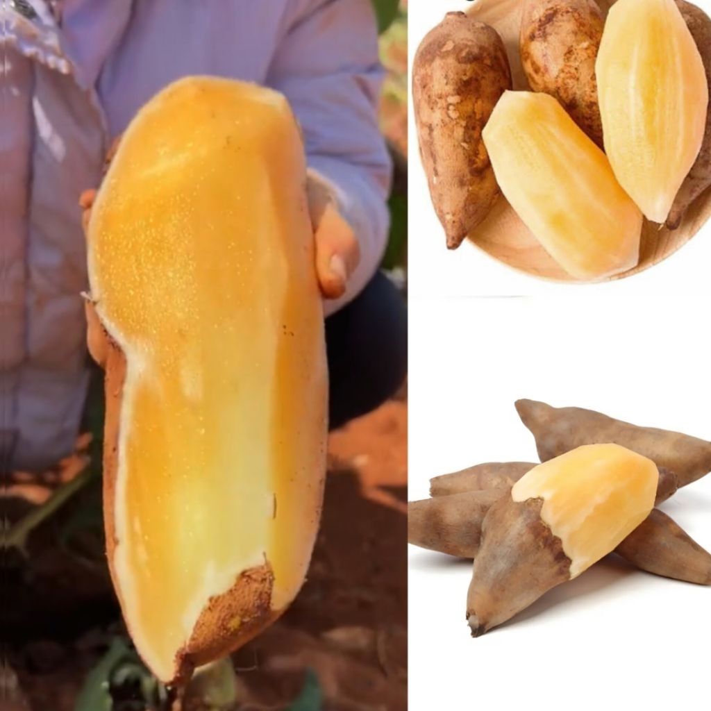 

Ubi Yacon Asli Wonosobo Kualitas Super Langsung Dari Petani Wonosobo, Setengah Kg Isi 1-3