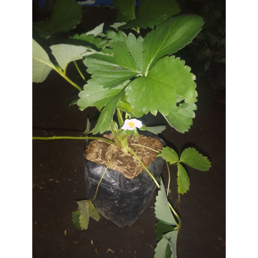 bibit buah stroberi
