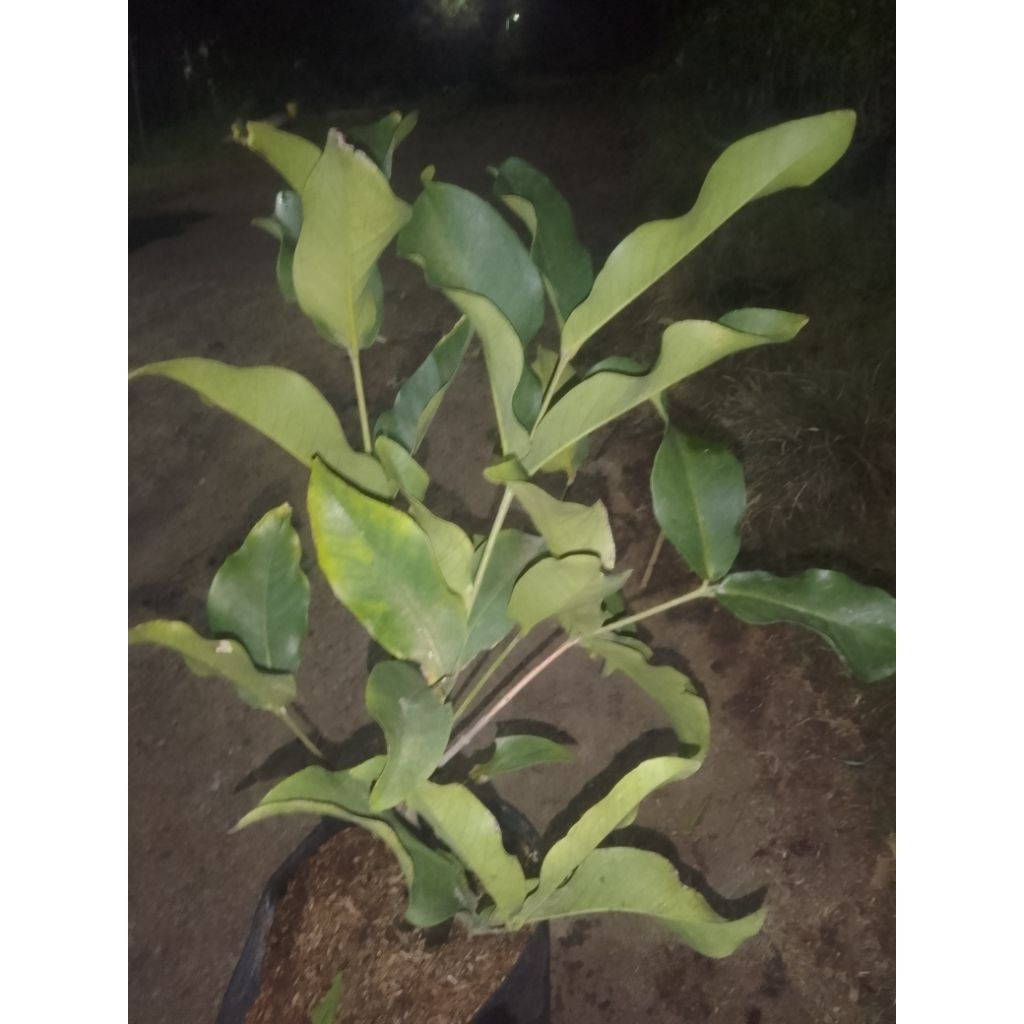 jambu citra hasil cangkok