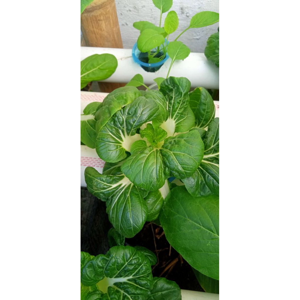 

sayur baby pakcoy hidroponik