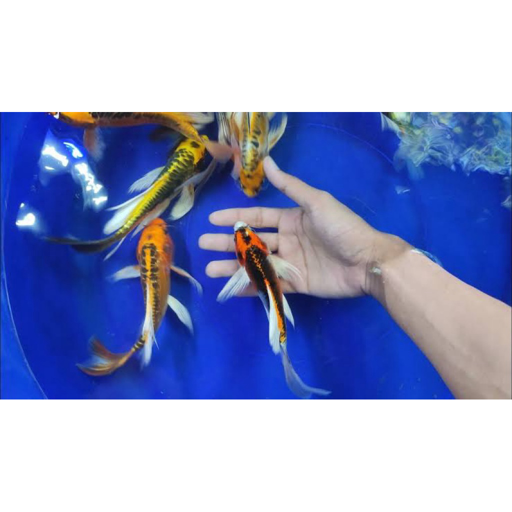 PAJANGAN AQUARIUM - Koi Slayer Metalik - Size 17-20cm