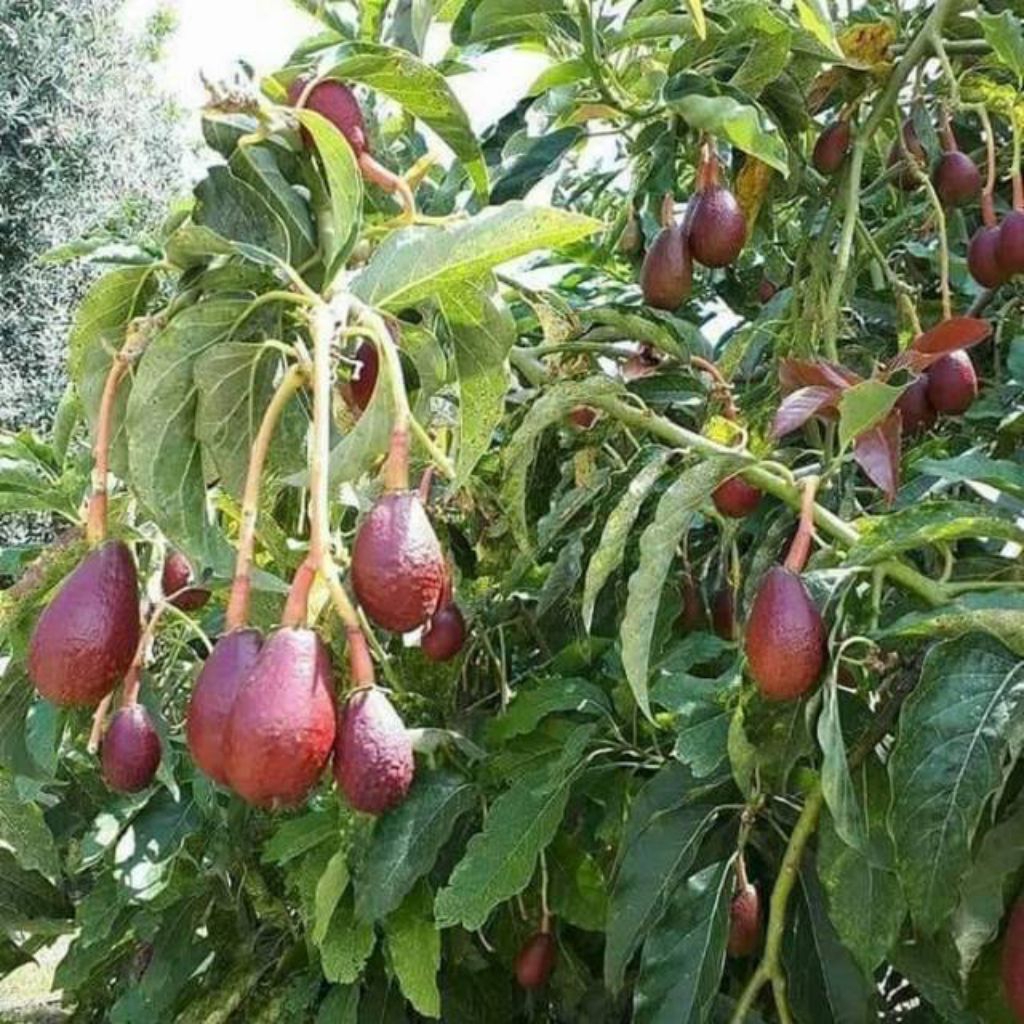 

Alpukat Indukan Red Vietnam Batang Besar [Live]