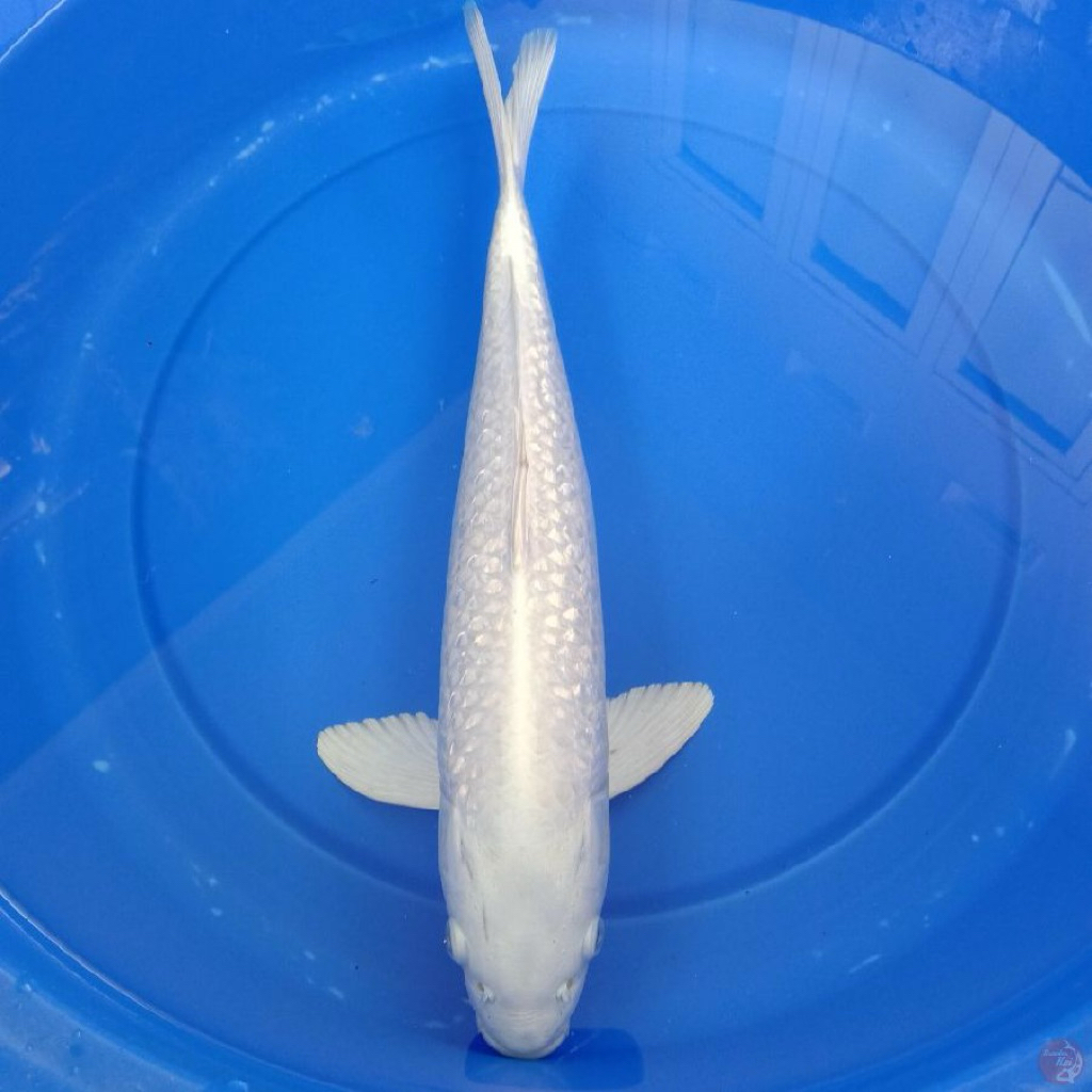 Koi Blitar Platinum Ogon 28-30cm - Koi putih