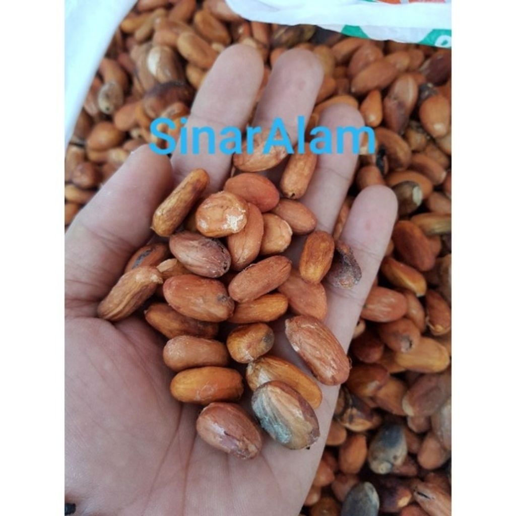 

Biji cokelat kering /cokelat siki 500G