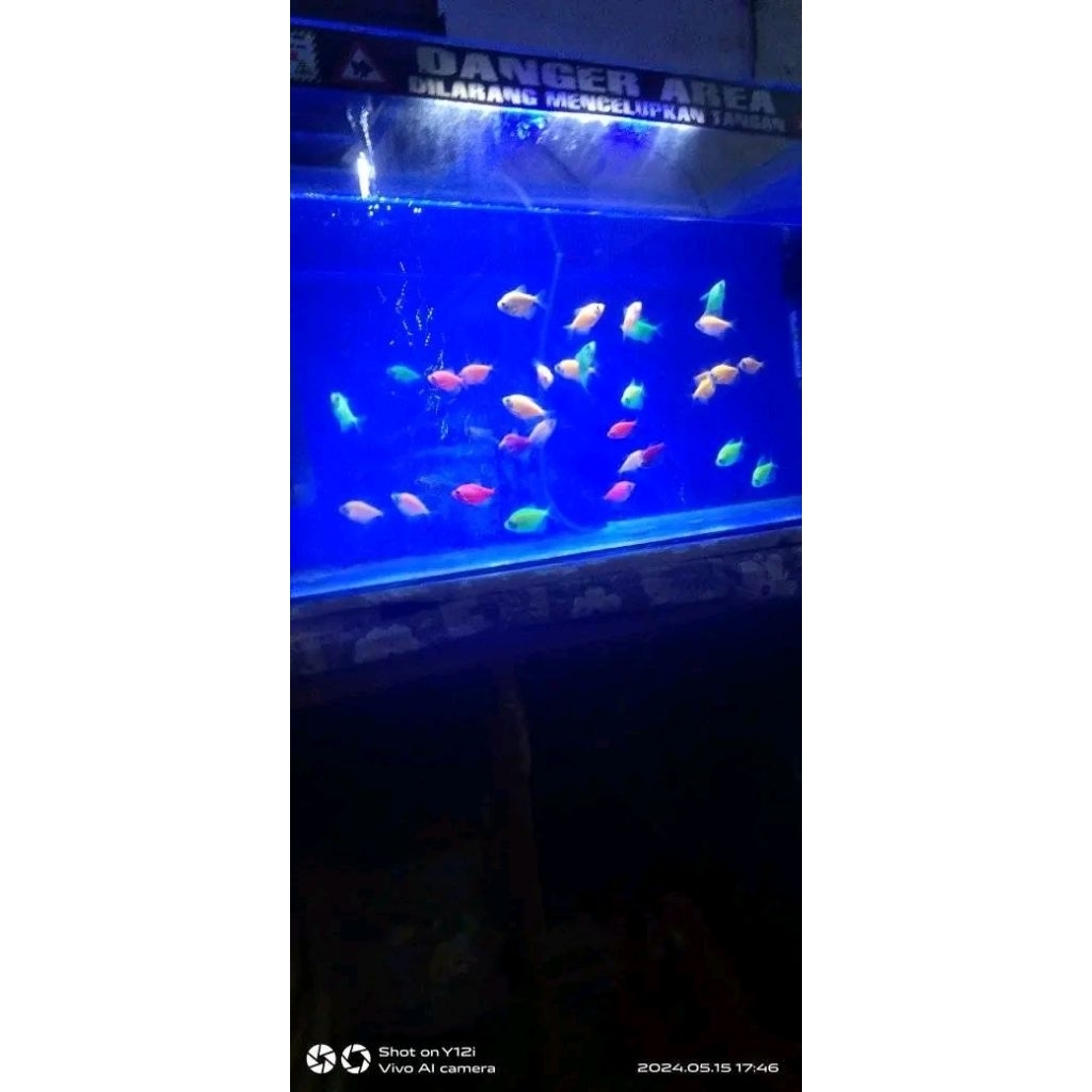 ikan hias glowfish tetra