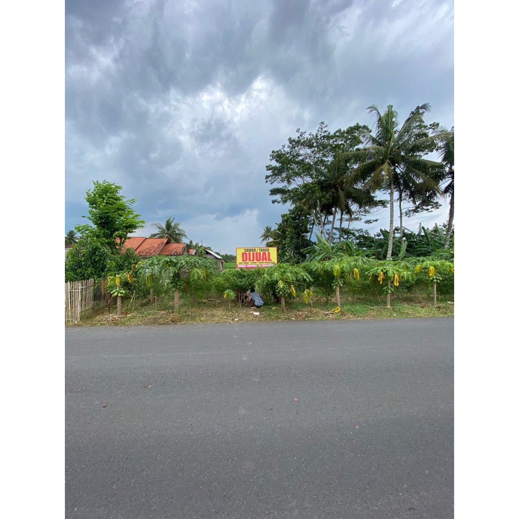 SAWAH LOKASI JALAN UTAMA NASIONAL PINGGIR JALAN BANJAR PATROMAN CIAMIS JAWA BARAT