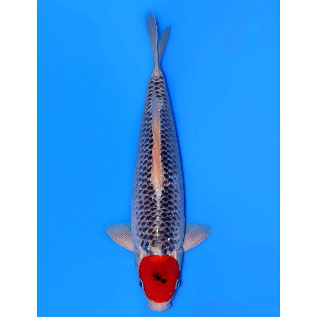 Tancho Goshiki 30cm - Ikan Koi Blitar 1 ekor
