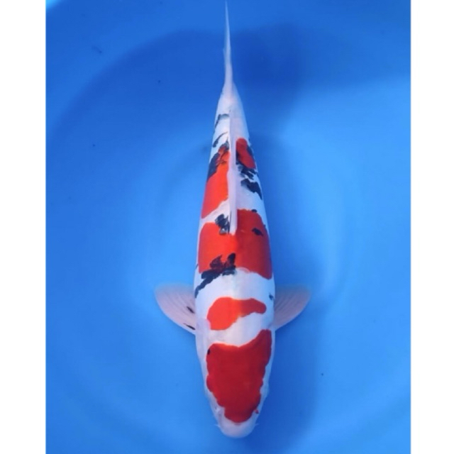 Ikan Koi Sanke Doitsu 28-30cm - Koi Blitar 1 ekor