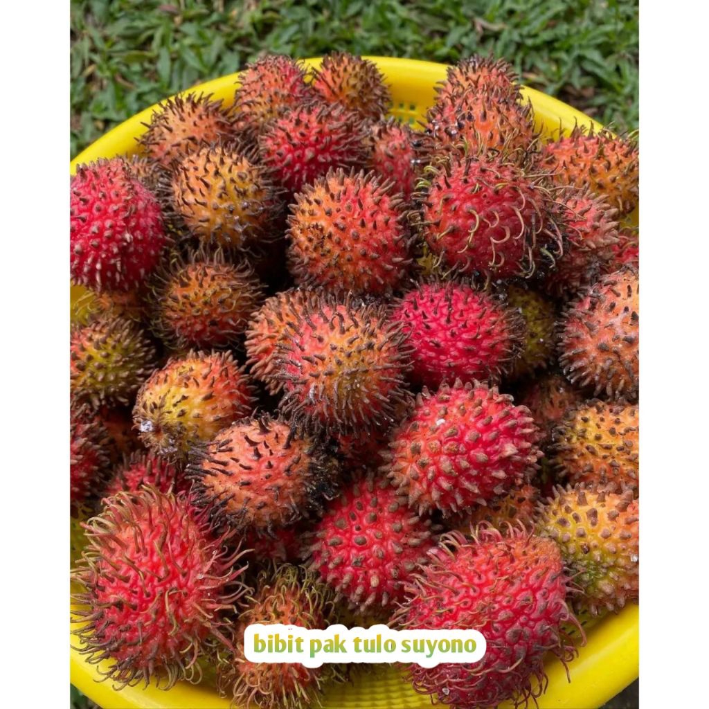 Bibit Pohon Rambutan Rapiah Siap Berbuah/Rambutan Manis