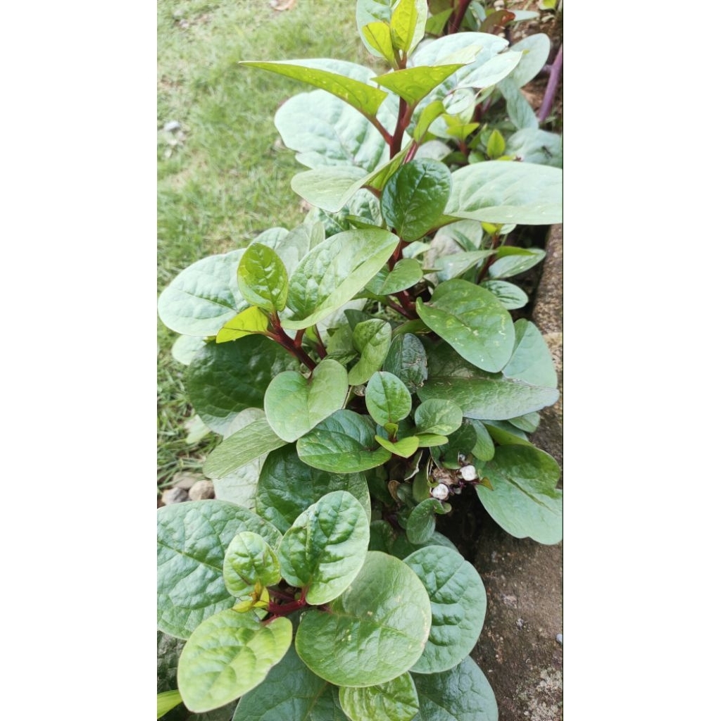 BIBIT BINAHONG/DAUN BINAHONG