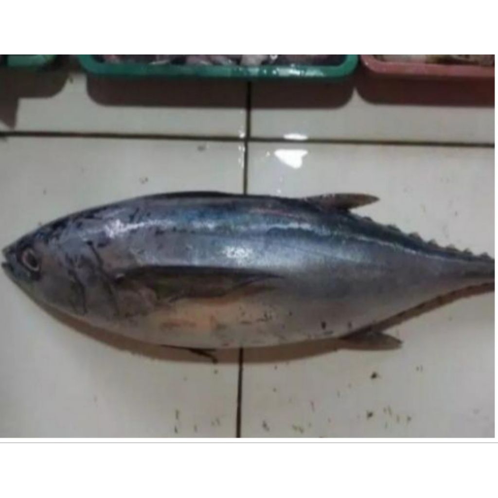 

ikan tongkol tuna -+2kg fress
