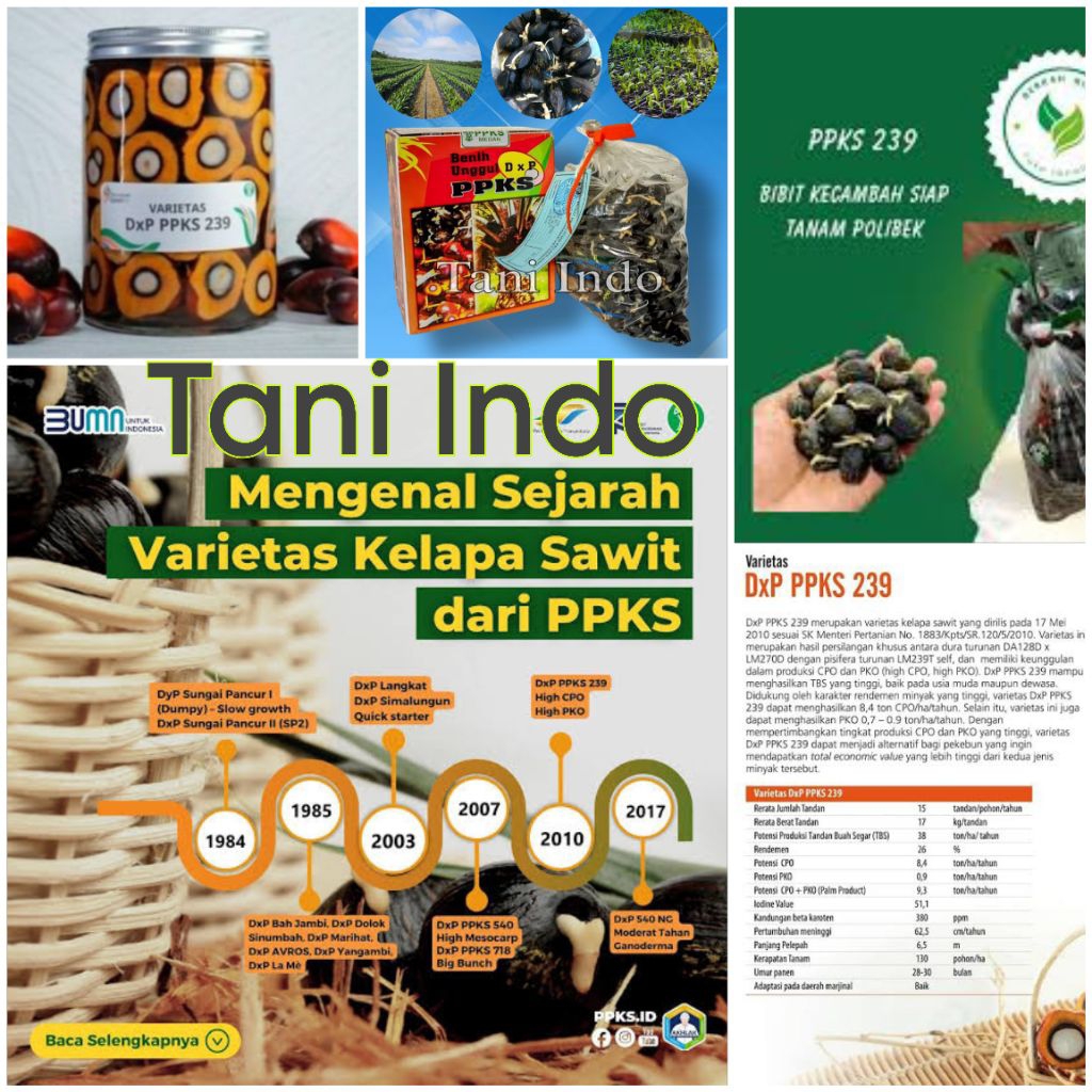 bibit kecambah kelapa sawit unggul bersertifikat ppks239