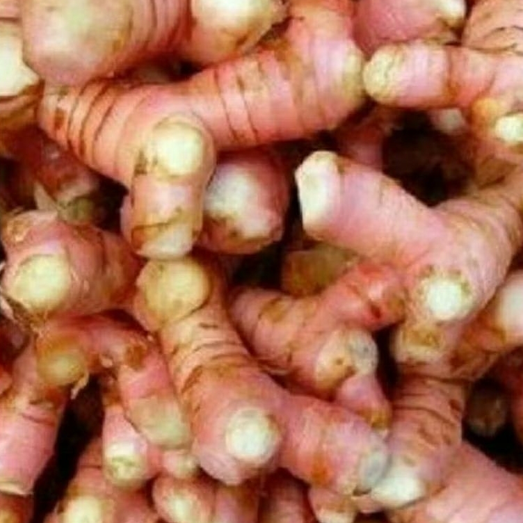 

lengkuas bumbu dapur bumbu masakan rempah lengkuas