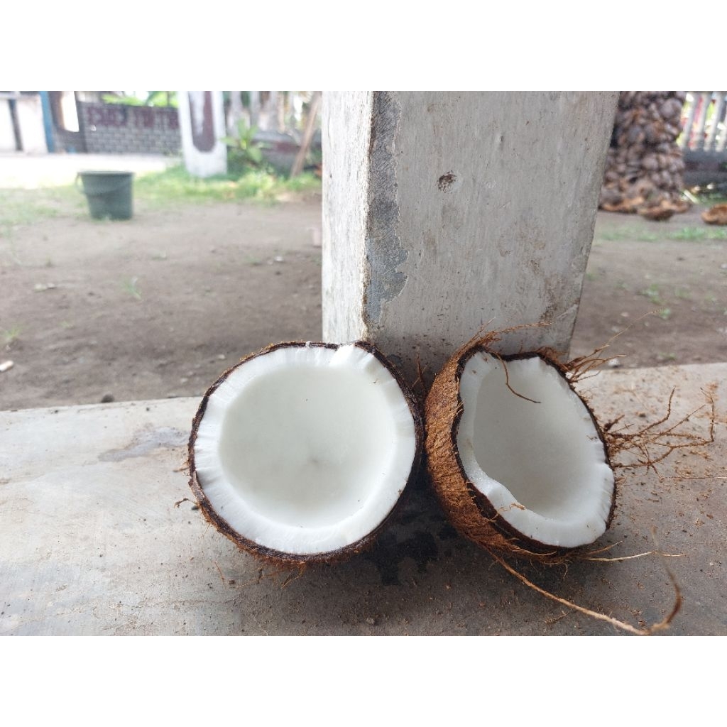 

kelapa Tua Lokal Trenggalek