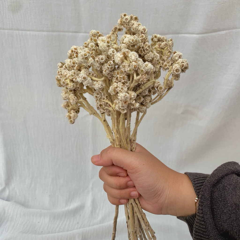 BUNGA EDELWEIS/edelweis/BUNGA KERING