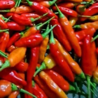 

1kg cabe rawit merah fress hasil petikan langsung dari petani