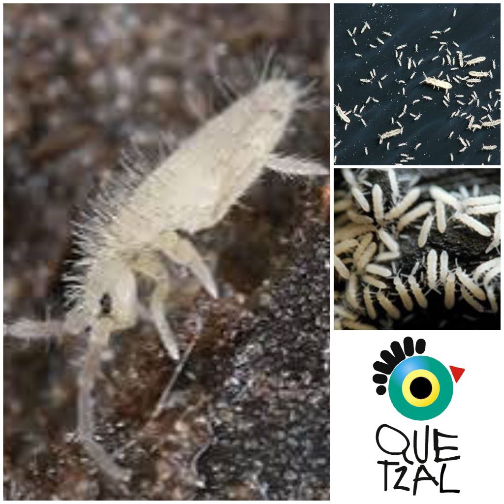 Isopod Springtail Collembola/ Terrarium Reptile Dart Frog