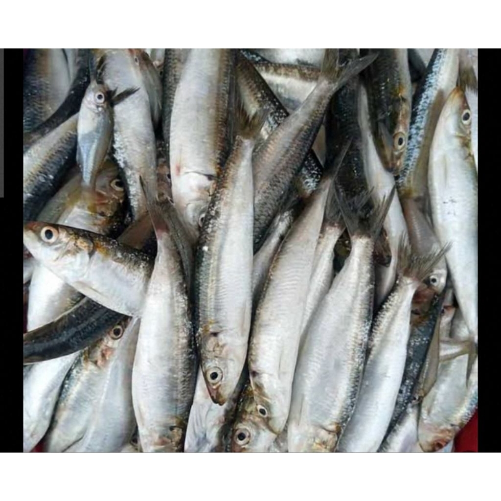 

IKAN LAMURU 10-15