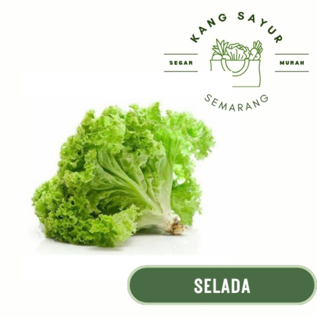 

Sayur Selada 250 gr - Sayur Segar Online Semarang