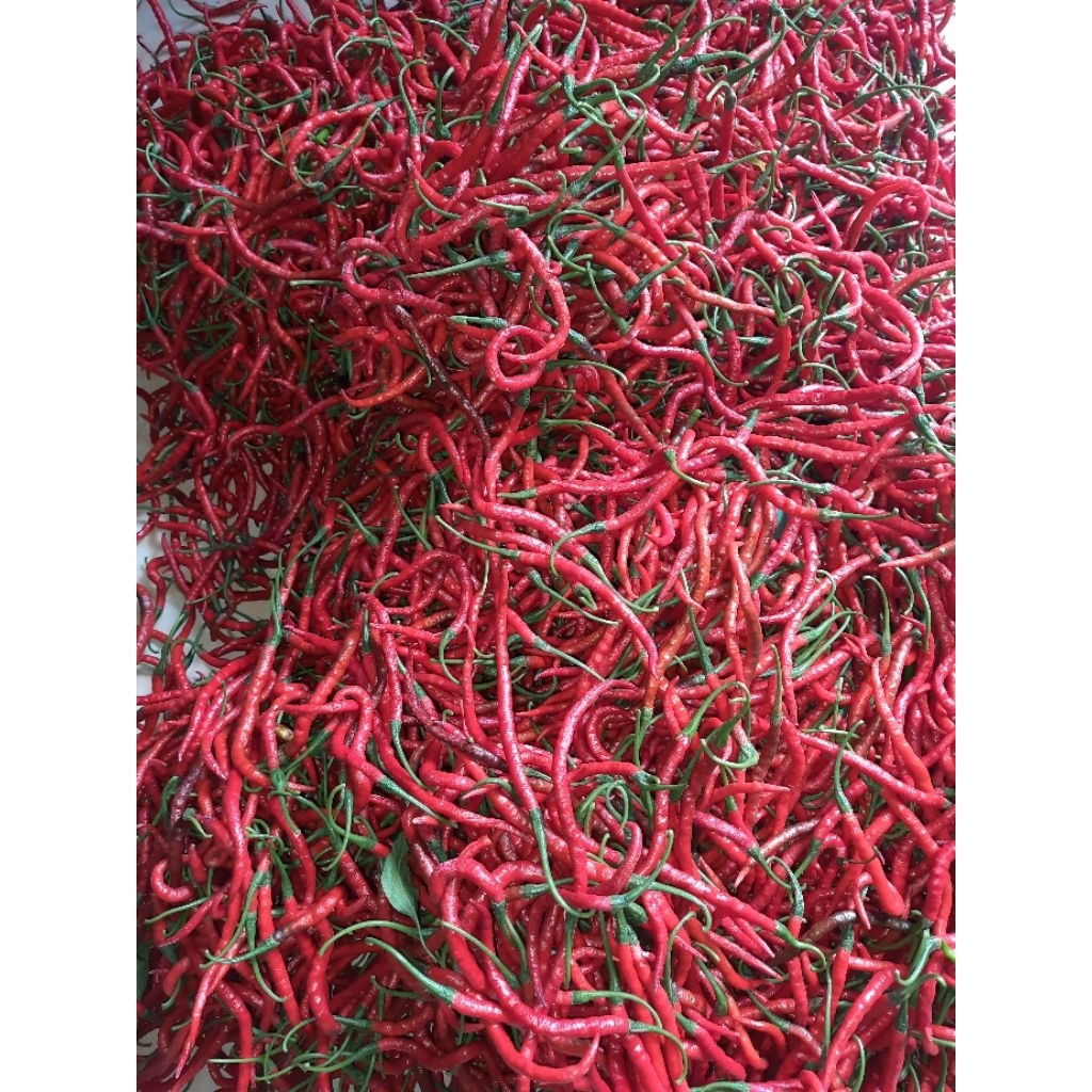 

Cabai Merah Keriting Cabe Fresh Baru Petik Lombok Kriting Murah Dari Petani Langsung