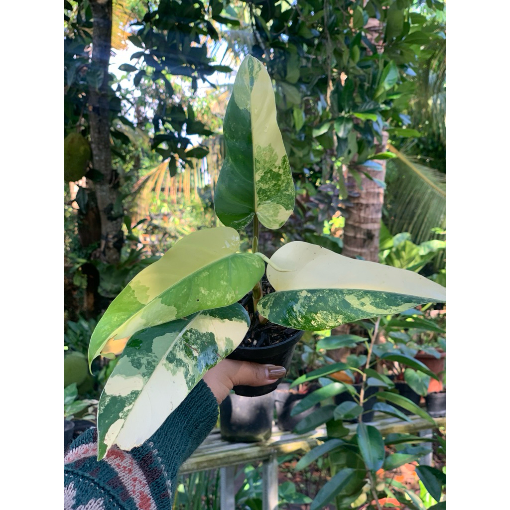 TANAMAN DOMESTICUM VARIGATA