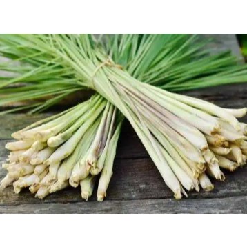 

Sereh / Serai / Lemongrass 1 kg Harga Grosir