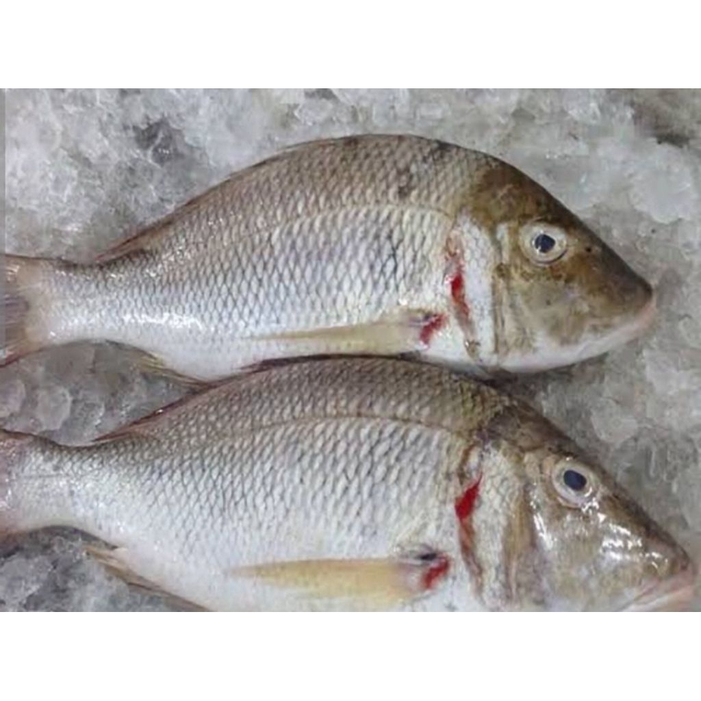 

IKAN LENCAM