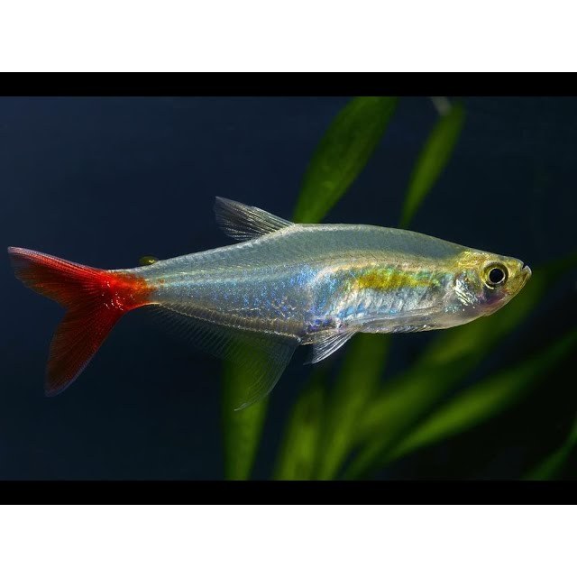 IKAN GLASS BLOOFIN | IKAN HIAS AQUARIUM AIR TAWAR