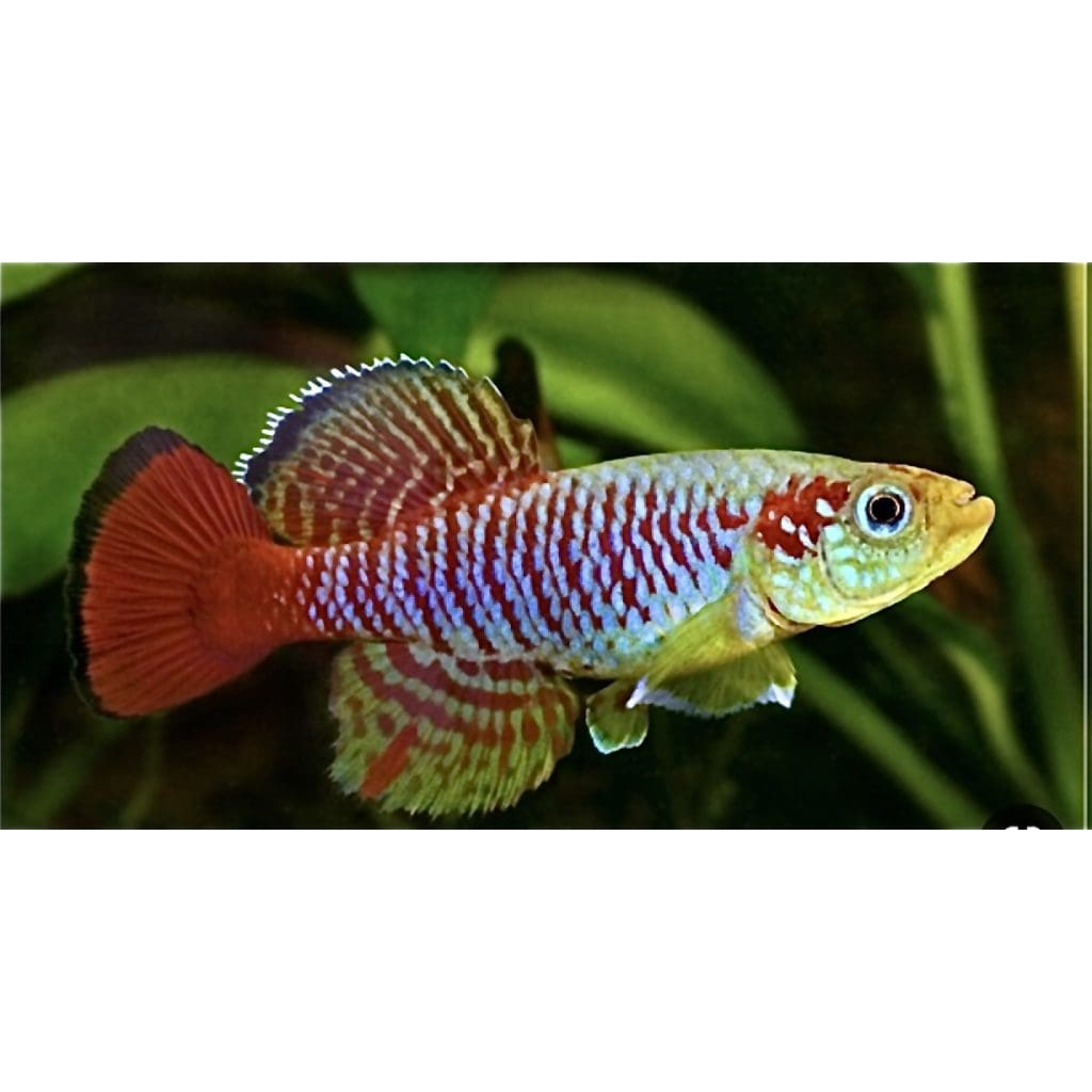 Ikan Notobranchius guentheri | IKAN HIAS AQUARIUM AIR TAWAR