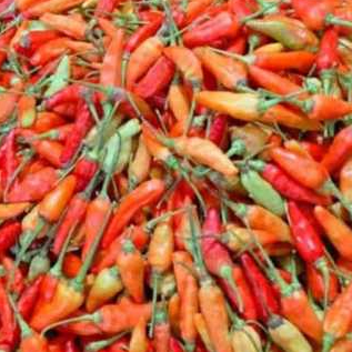 

CABE MERAH PEDAS FRESH ( 100 GR ) PILIHAN SPESIAL TDK ADA YG BUSUK / CABAI MERAH