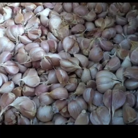

Bawang kating kupas 250gr