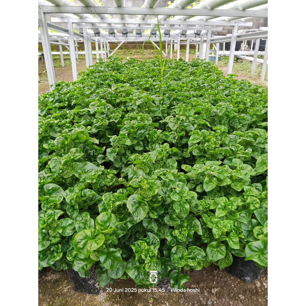 Bibit Benih Bayam Brazil super rimbun